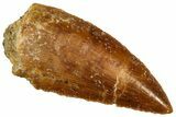 Serrated Raptor Tooth - Real Dinosaur Tooth #300955-1